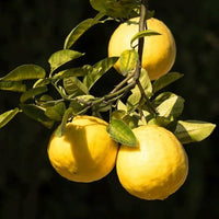 Lemon Tree Seeds for Gardening | Fragrant Citrus Fruits 100 pcs