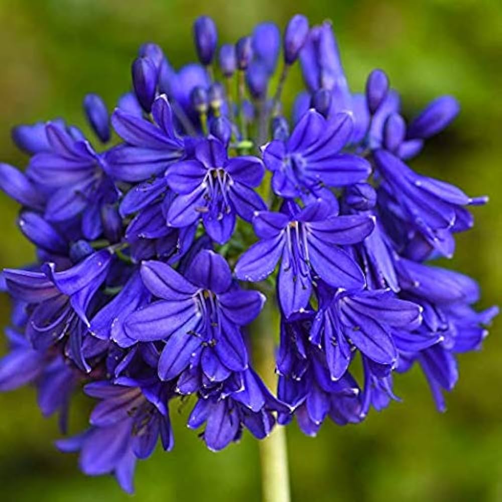 Agapanthus Purple Lily seeds – exotic lily of the Nile for garden borders