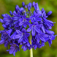 Agapanthus Purple Lily seeds – exotic lily of the Nile for garden borders