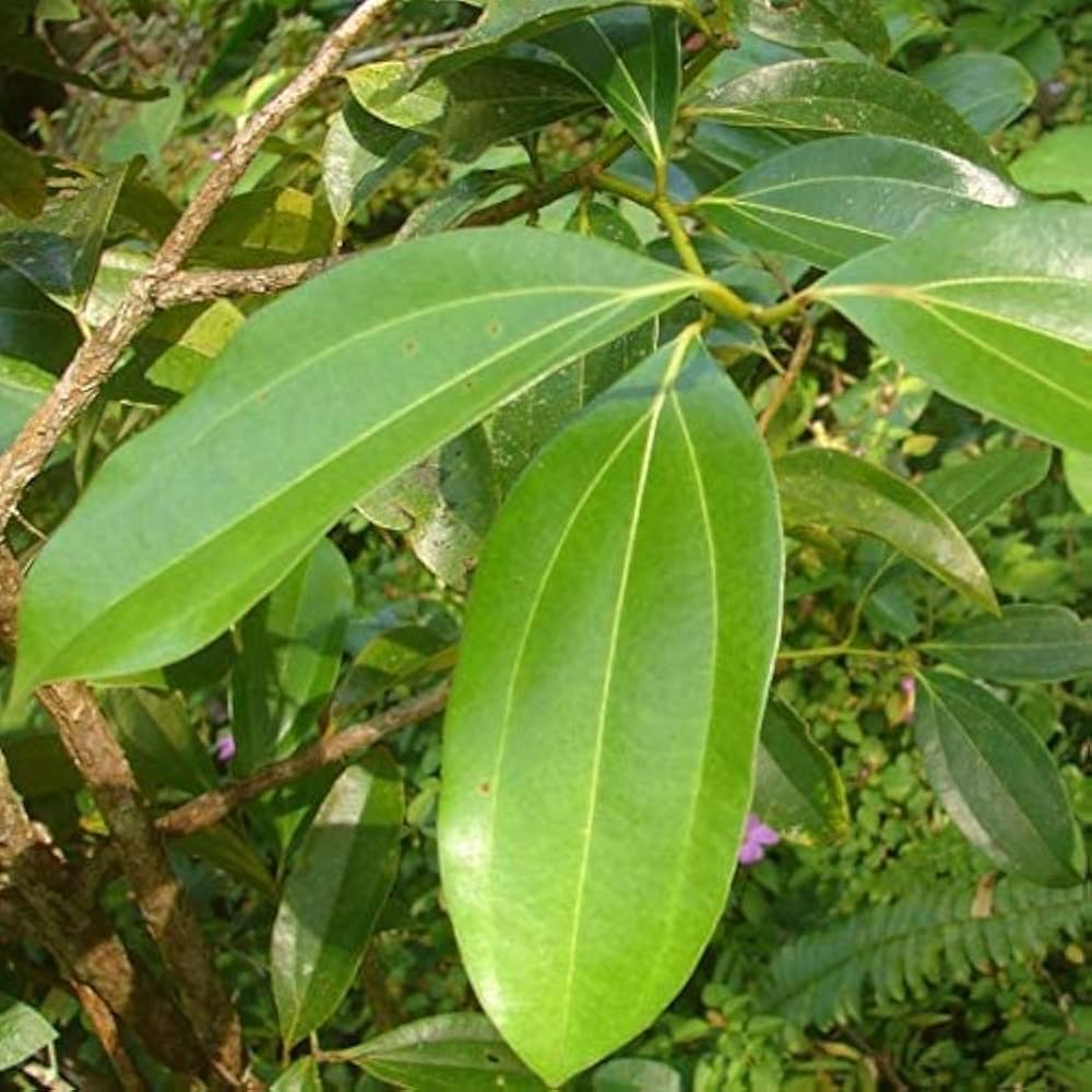 Indian - Bay for planting in home garden