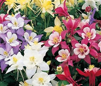 Heirloom Columbine Flower Seeds, Non-GMO, Unique Blooms for Shade Gardens for planting in home garden