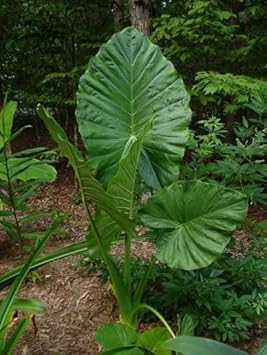 Heirloom Alocasia Macrorrhiza Plant Seeds for Garden or Indoor Planting, Non-GMO, Giant Elephant Ear Foliage for planting in home garden