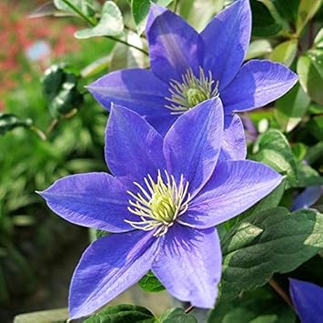Heirloom Non-GMO Blue Clematis Flower Seeds for Planting – Vibrant Climbing Vine Bloom Seeds