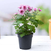 Seedling 5 Pack- Chrysanthemum- Spring Delano