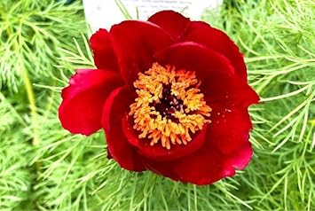 Heirloom Non-GMO Tenuifolia Flower Seeds – Unique Delicate Blooms for Garden Planting