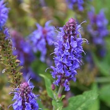 Hyssop Flower Seeds Heirloom Non GMO Planting - 100 for planting in home garden