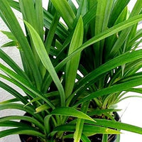 Heirloom Non-GMO Screwpine Plant Seeds for Planting – Tropical Ornamental with Spiral Leaves