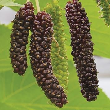 Mini Melon Seeds for Compact, Sweet, and Juicy Fruits 100 pcs