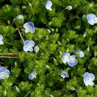Organic Blue Veronica Repens Flower Seeds for Planting – Heirloom, Non-GMO