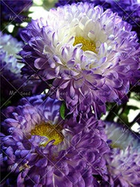 Aster White Rainbow Chrysanthemum Perennial Flower Seeds