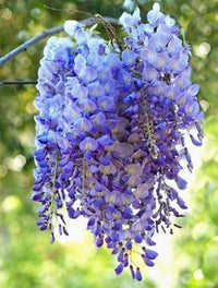 Heirloom Blue Wisteria Seeds – Non-GMO Flower Seeds for Planting