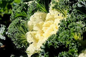 White Kale Brassica oleracea for planting in home garden