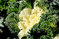 Kale Seeds for Planting White - 100 pcs