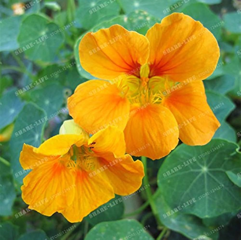 Nasturtium creeper seeds (Tropaeolum majus, ornamental) growing vibrant trailing flowers with edible blooms and rounded leaves