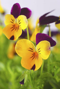 Pansy (flower Viola tricolor trailing mixed) for planting in garden