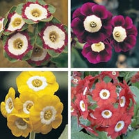 Aurikel Flower Seeds for Planting - 100 pcs