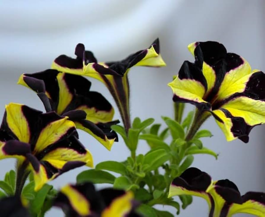 Black Velvet Petunia Rare Flower Seeds Black