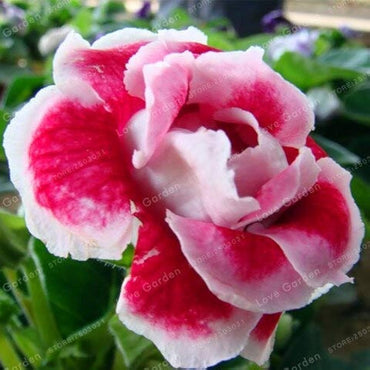 Rare Gloxinia Sinningia Flower Seeds for Home and Garden Planting