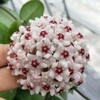 White Violet Orange Hoya Hoya Carnosa Flower Seeds for Planting in Indoor Pots and Hanging Baskets