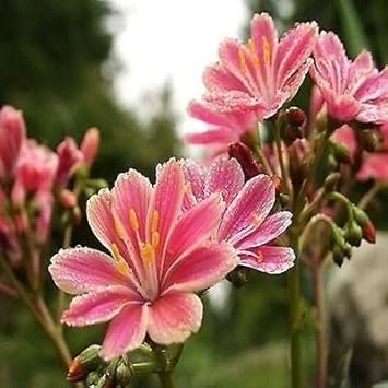 Heirloom Non-GMO Pink Lewisia Flower Seeds for Rock Gardens and Charming Bloom Displays
