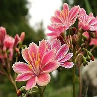 Heirloom Non-GMO Pink Lewisia Flower Seeds for Rock Gardens and Charming Bloom Displays
