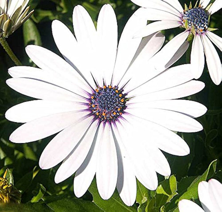 Heirloom Non-GMO Eyed Flower Seeds for Planting – Unique Ornamental Garden Blooms