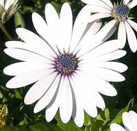 Heirloom Non-GMO Eyed Flower Seeds for Planting – Unique Ornamental Garden Blooms