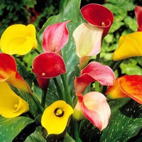 Calla Lily Mixed