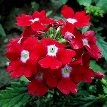 Verbena Flower Seeds Red for Planting – Heirloom, Non-GMO, Organic