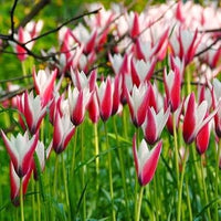Peppermint Stick Tulip Flower Seeds for Planting – Vibrant, Non-GMO, Heirloom Tulips