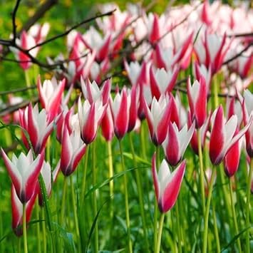 Peppermint Stick Tulip Flower Seeds for Planting – Vibrant, Non-GMO, Heirloom Tulips