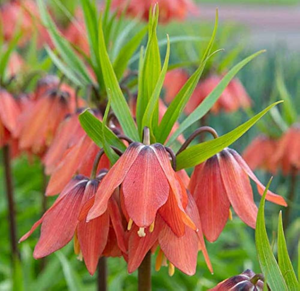 Crown imperial seeds (9 colors, Fritillaria imperialis) yielding tall flowering stalks topped with crown-like flowers in varied hues