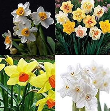 Mixed Daffodil Narcissus Flower Seeds for Planting – Heirloom, Non-GMO, Vibrant Blooms