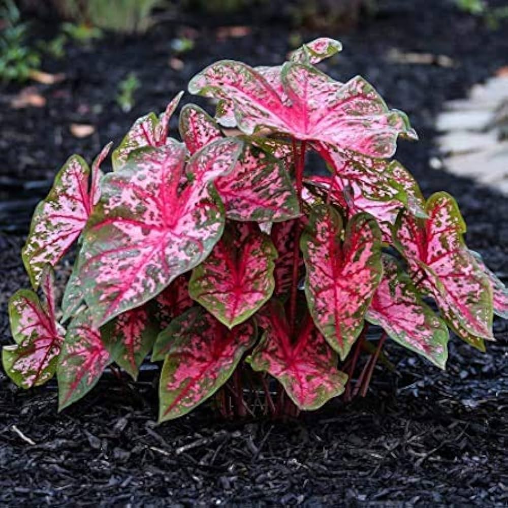 Carolyn Whorton Fancy Leaf Caladium