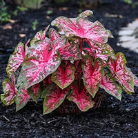 Carolyn Whorton Fancy Leaf Caladium