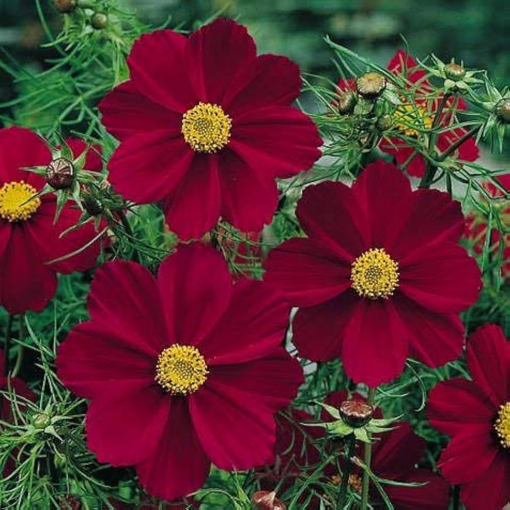 Cosmos- Versailles Red