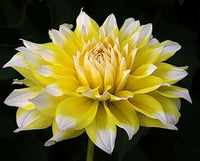 Lemon Pie Dahlia Flower Seeds for Planting - Heirloom and Non-GMO garden seeds
