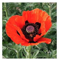 Oriental Poppy- Mix