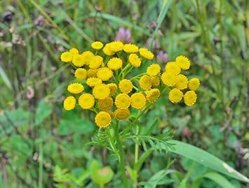 Costmary Flower Seeds for Planting - 100 pcs