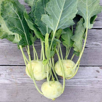 Kossak – Organic Kohlrabi Seed