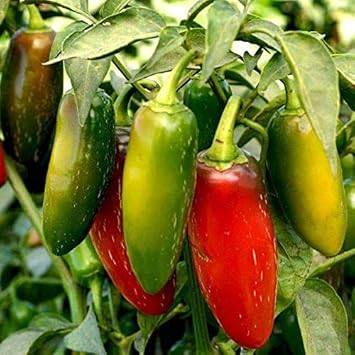 Multi-Colour Brazilian Chili Capsicum annuum for planting in urban garden