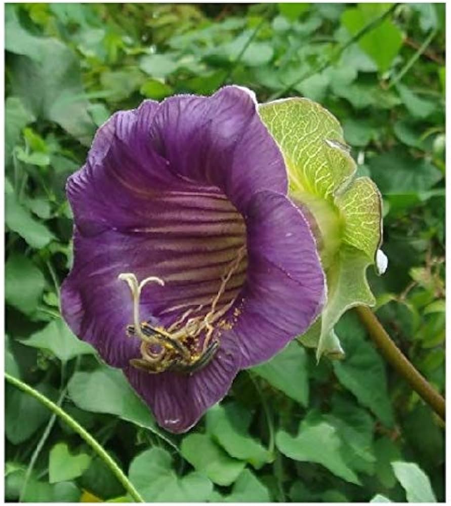 Cobaea Scandens flower seeds (DIY, easy to grow) sprouting into climbing vines with large, bell-shaped purple flowers, perfect for fences or trellises