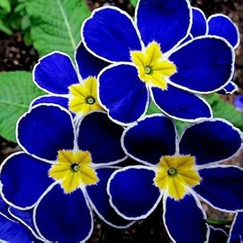 Primrose (Primrose scientific name) for planting in garden