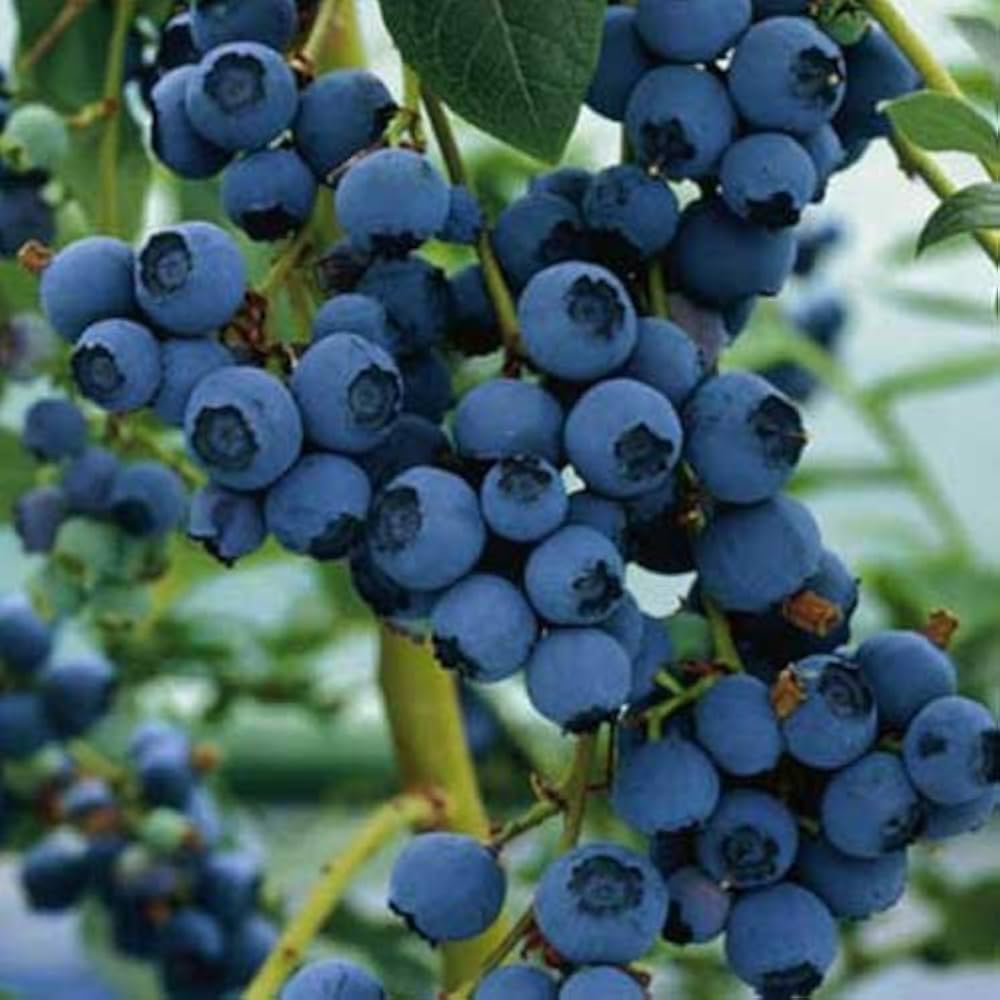 Blueberry plant seeds – sweet antioxidant-rich fruits for home gardens