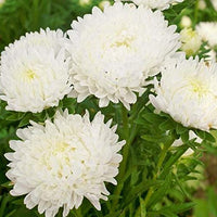 Heirloom Non-GMO Duchess Paeony Aster Flower Seeds for Planting – Full Double Blooms for Garden Displays
