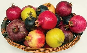 Mixed pomegranate Punica granatum seeds for home orchard