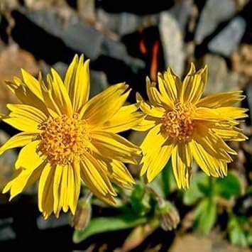 Heirloom Non-GMO Yellow Arnica Montana Flower Seeds for Medicinal and Mountain Garden Planting