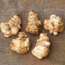 Jerusalem Artichoke Helianthus tuberosus seeds for garden planting