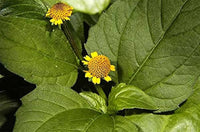 Sorrel herb Rumex acetosa seeds for planting in kitchen gardens or herb planters