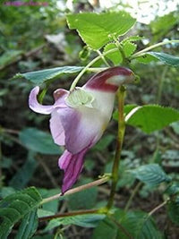 Organic Parrot Orchid Flower Seeds for Planting – Heirloom, Non-GMO